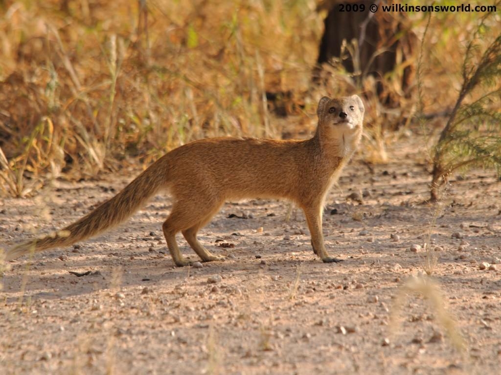 1030x770 Mongoose Wallpaper. Mongoose, Desktop