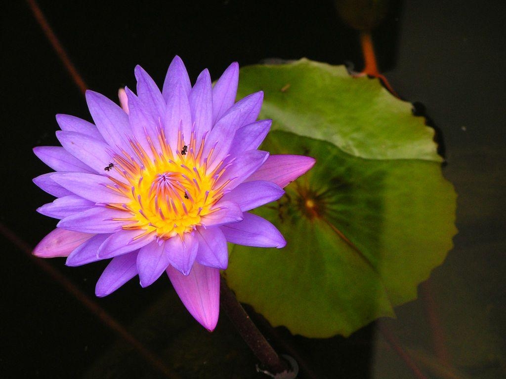 1030x770 Purple Lotus Flower HD Wallpaper, Image, PIctures, Desktop