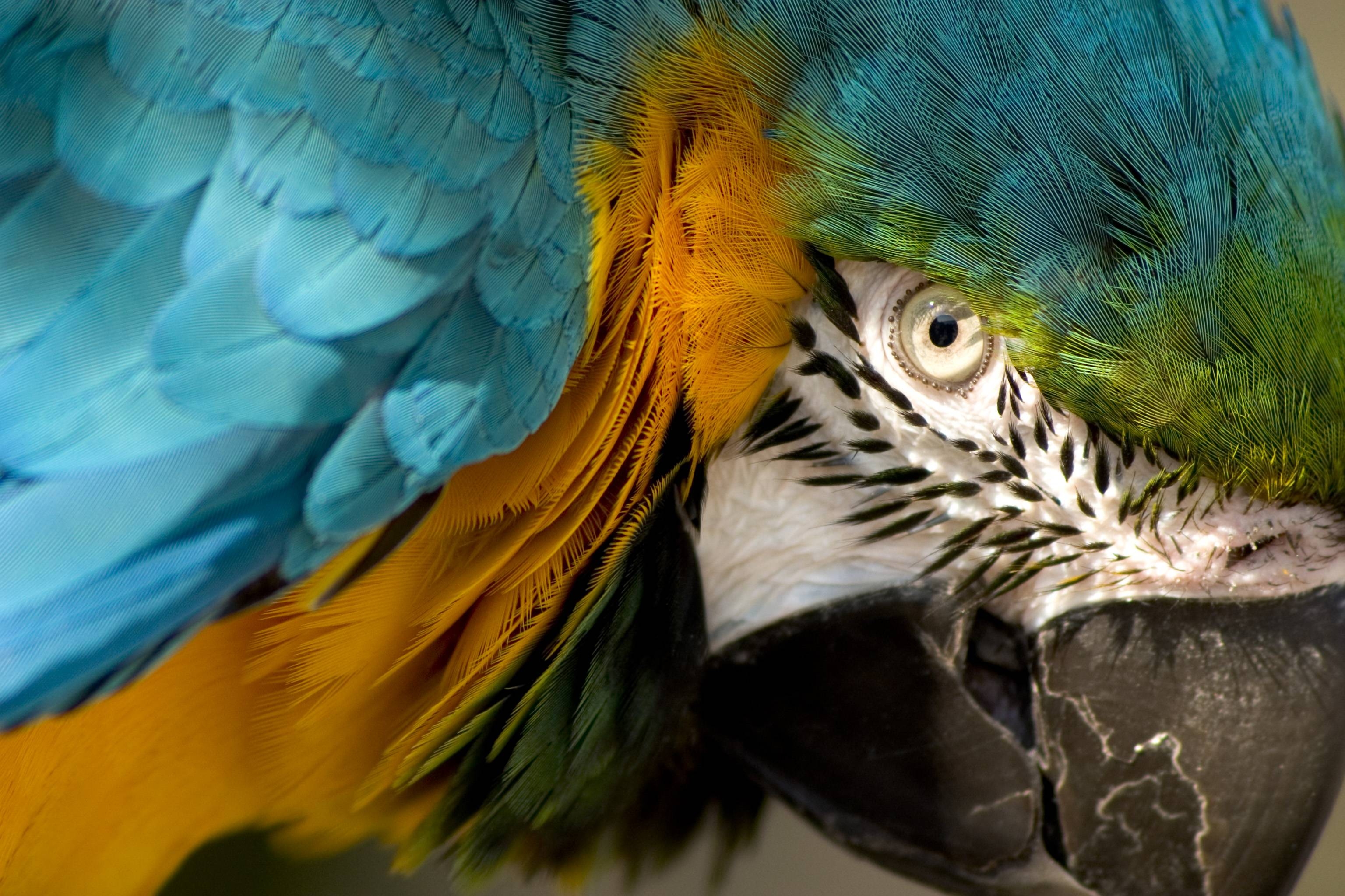 3080x2050 Eye of the Macaw, Desktop