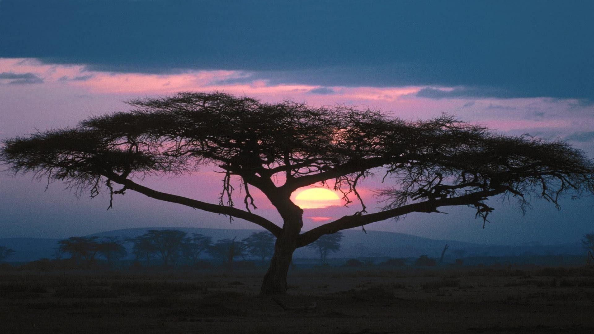 1920x1080 Sunsets African Tree Nature Africa Desktop Wallpaper For Iphone 5, Desktop