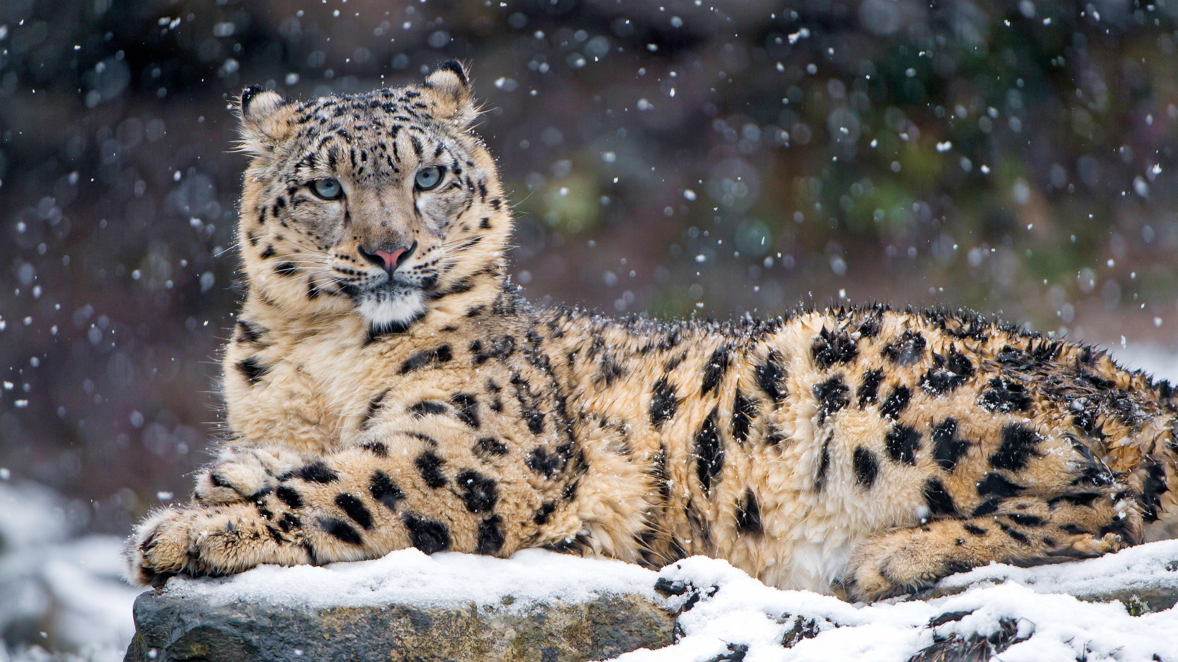 3840x2160  animals snow leopards leopard wallpaper, Desktop