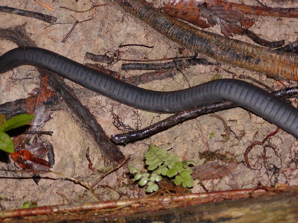 1030x770 Ringed Caecilian annulatus tail2, Desktop