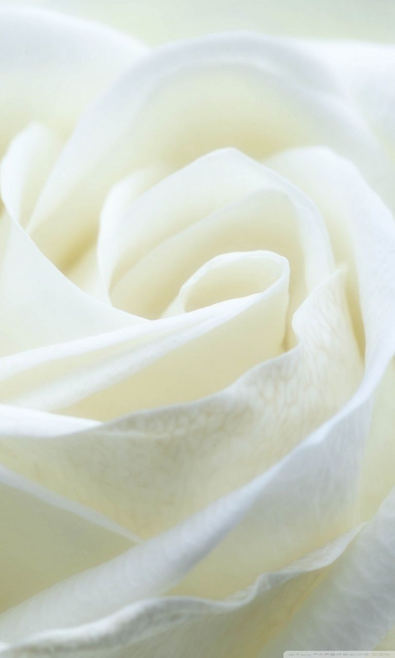 770x1280 White Rose Ultra HD Desktop Background Wallpaper for 4K UHD TV, Widescreen & UltraWide Desktop & Laptop, Tablet, Phone