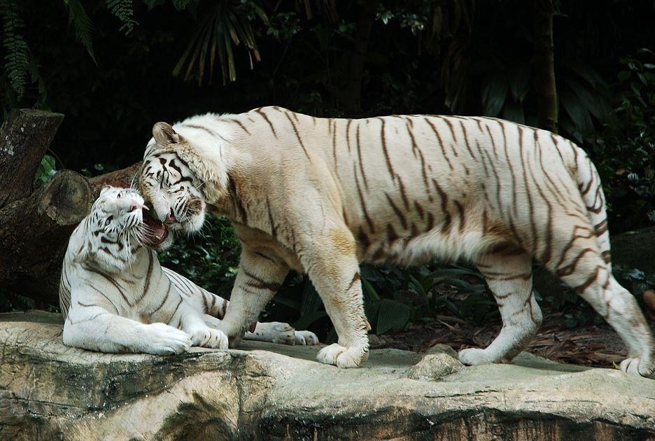 940x630 The Bengal White Tiger, Desktop