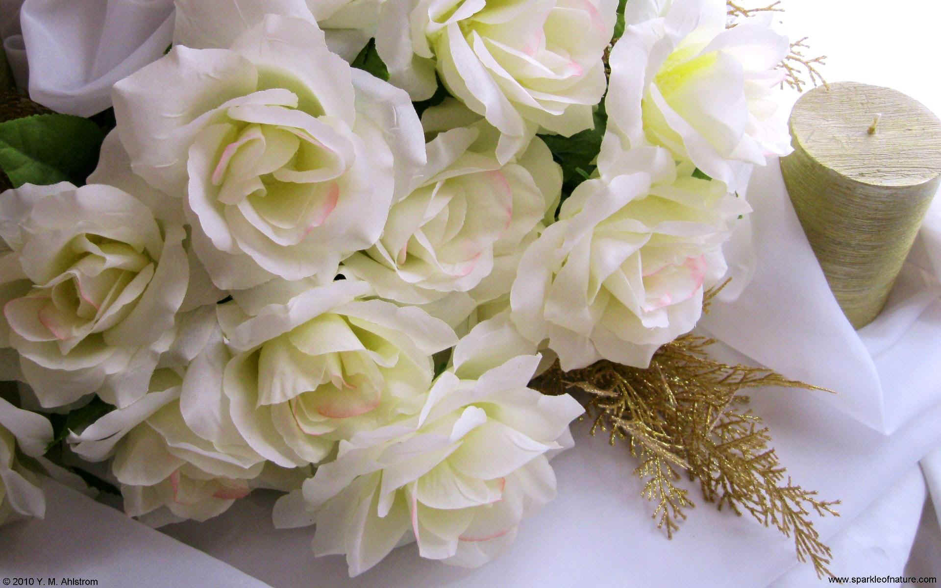 1920x1200 White Roses wallpaper, Desktop