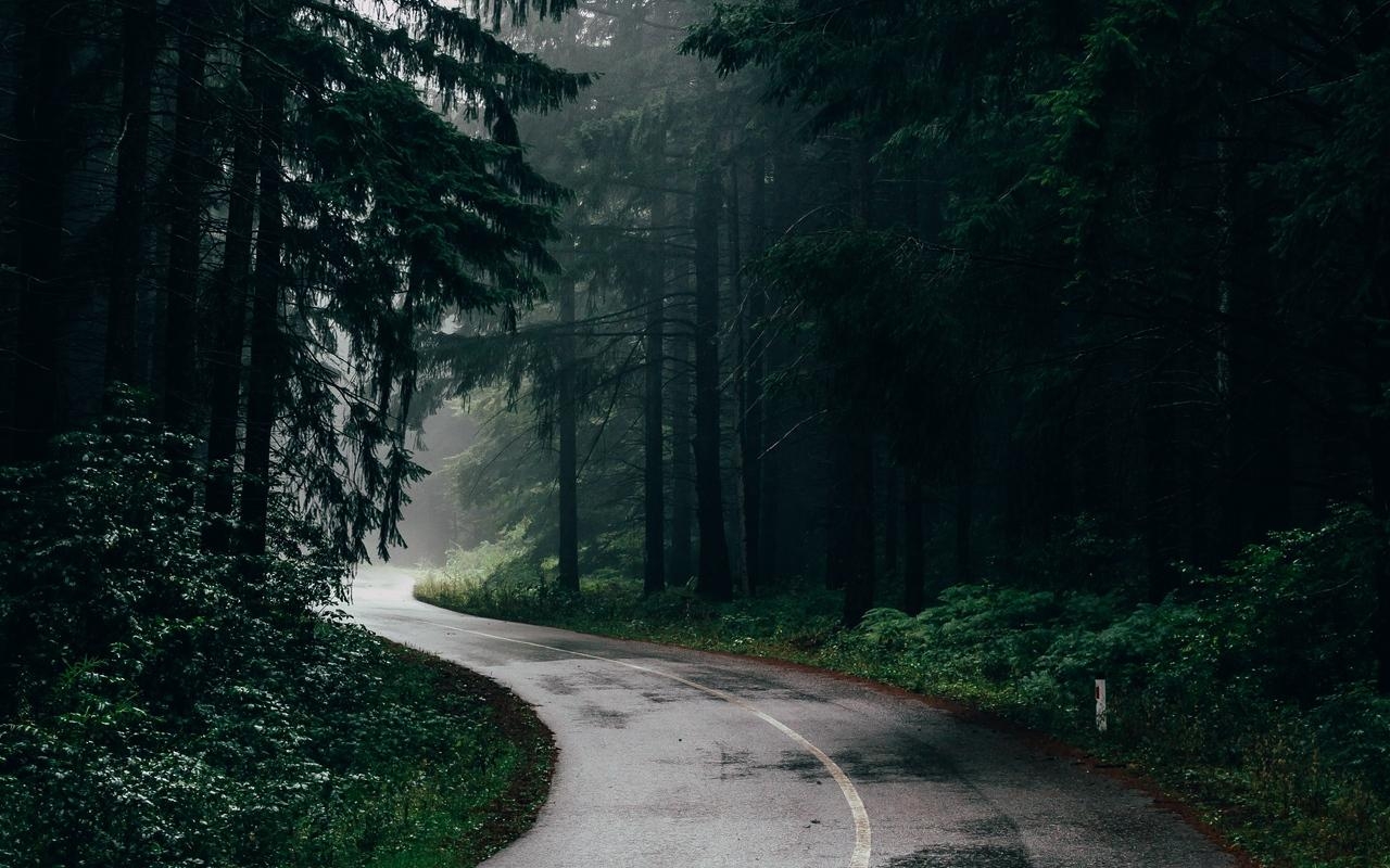 1280x800 Download wallpaper  road, fog, trees, turn, asphalt, Desktop