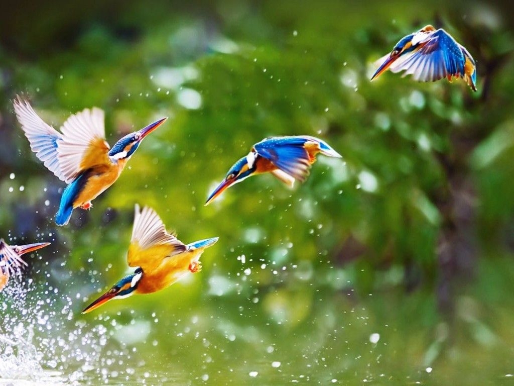 1030x770 Birds HD Wallpaper Free Birds HD Background, Desktop