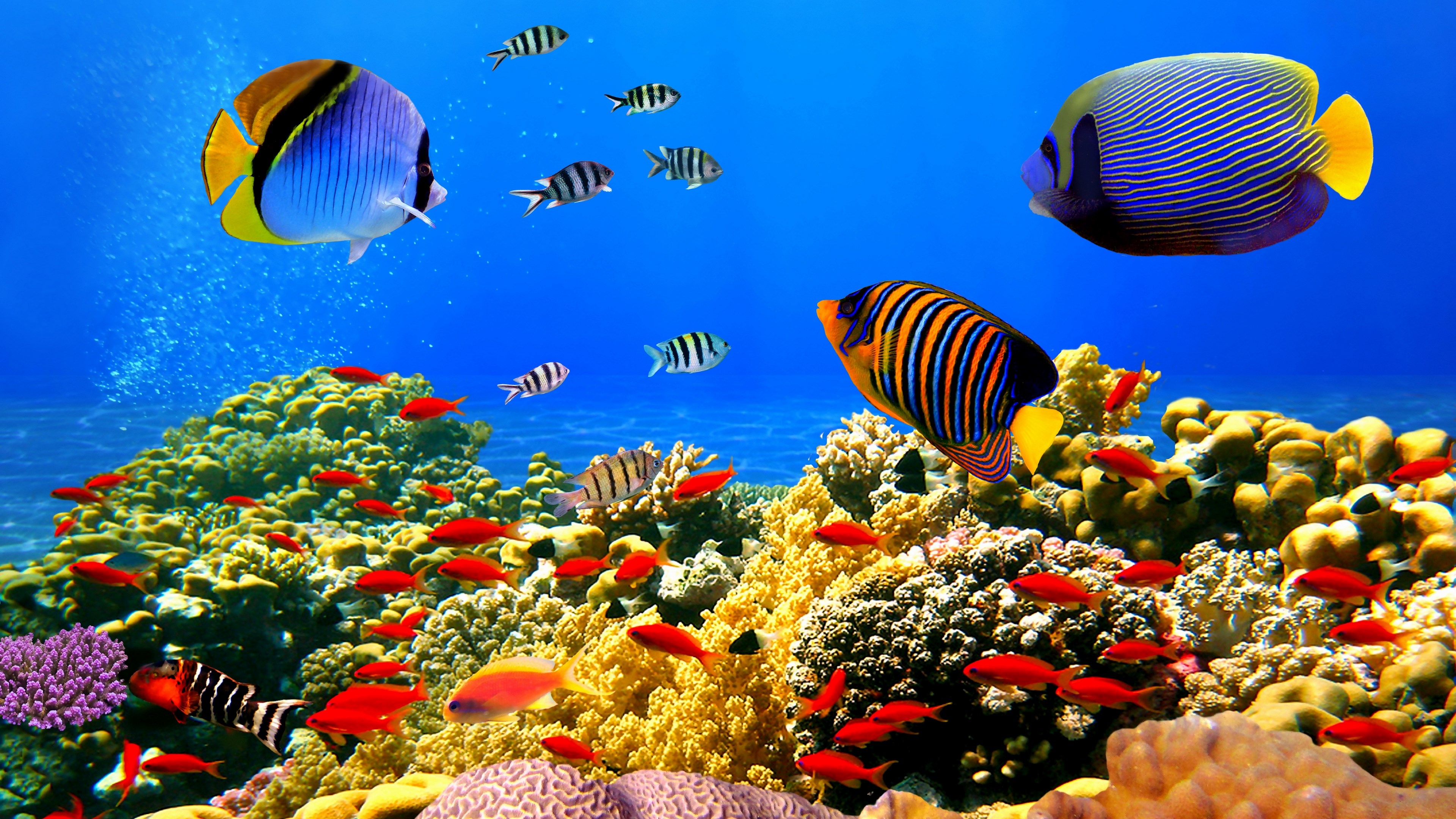 3840x2160 beautiful coral reef Gallery HD Wallpaper, Desktop