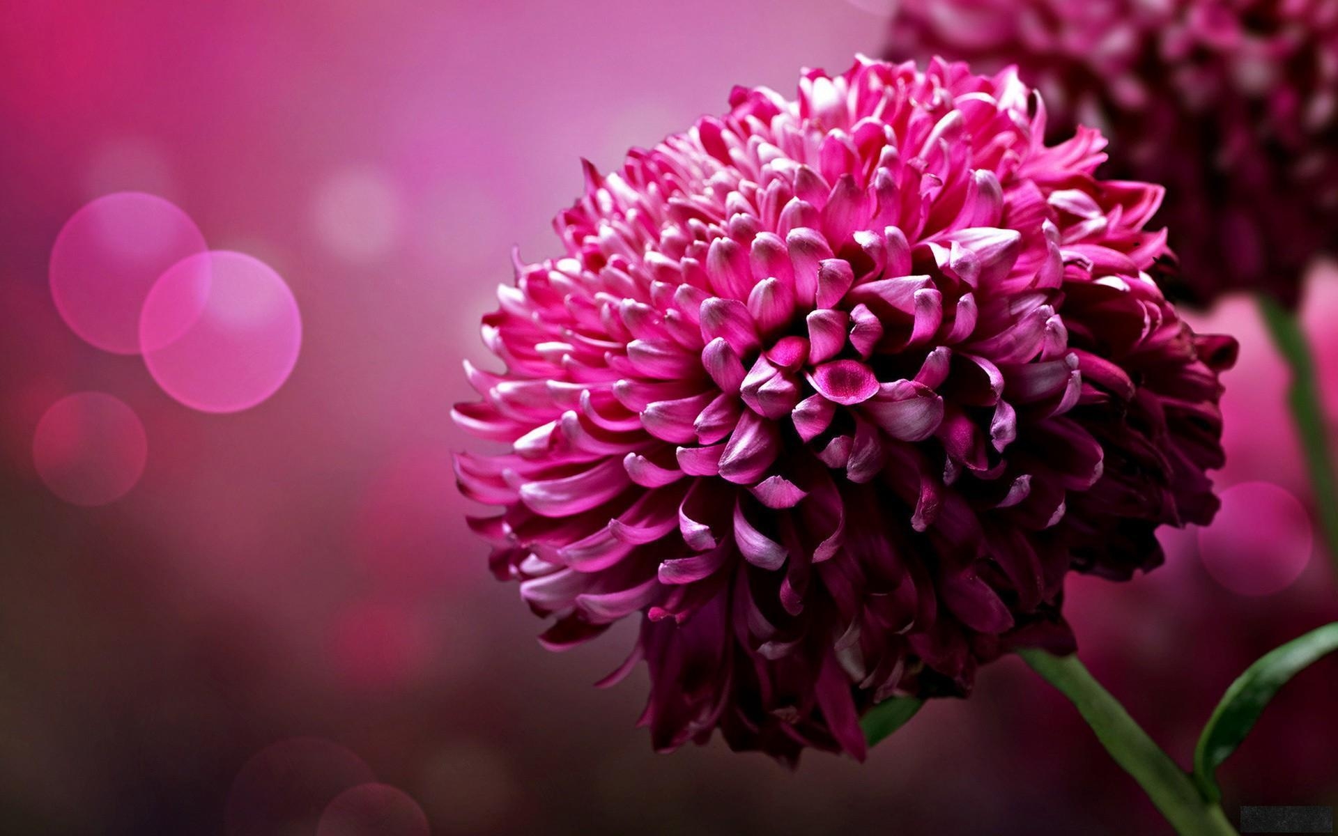 1920x1200 Pretty Flower Wallpaper, Desktop