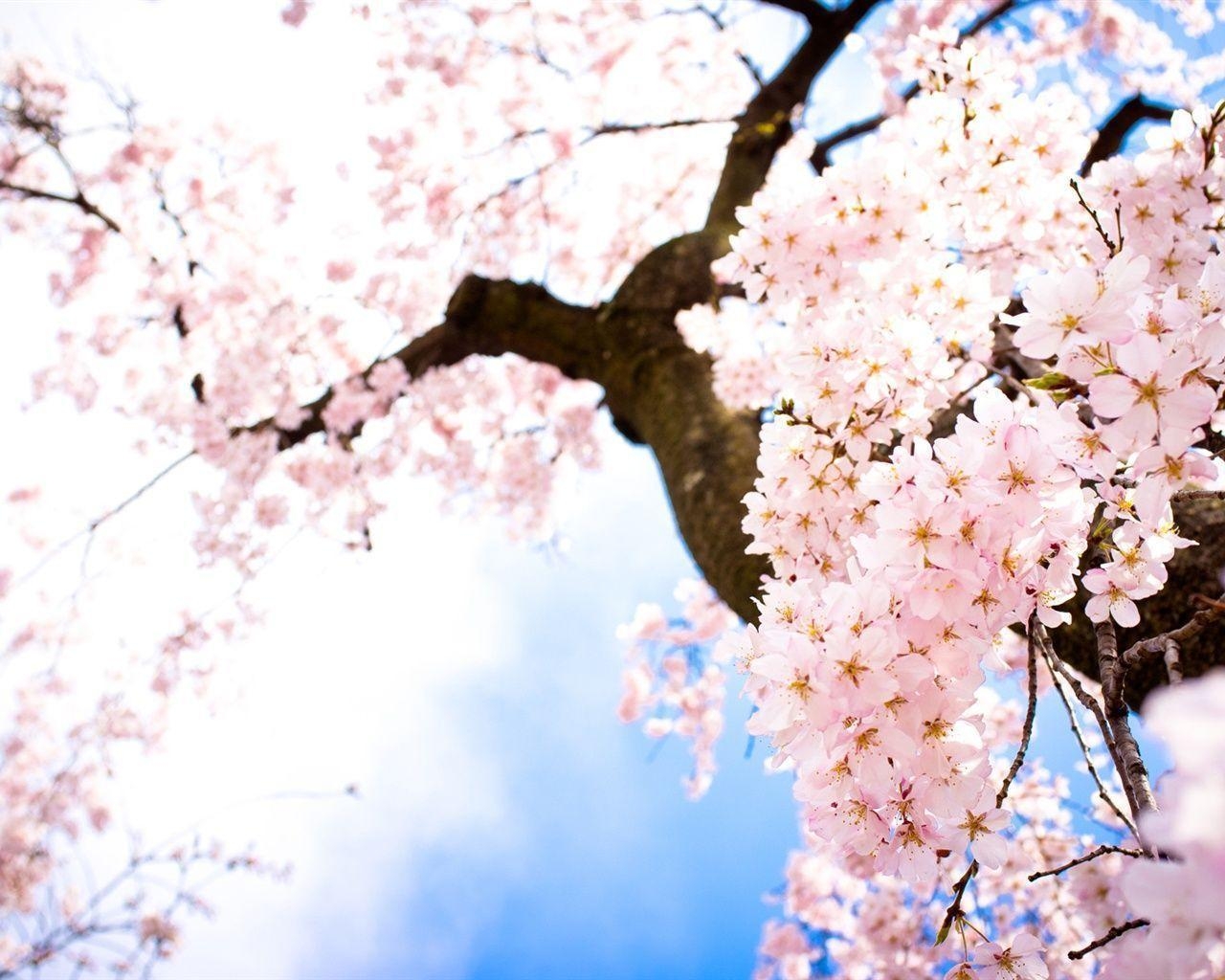 1280x1030 Pink cherry tree Wallpaperx1024 resolution wallpaper, Desktop