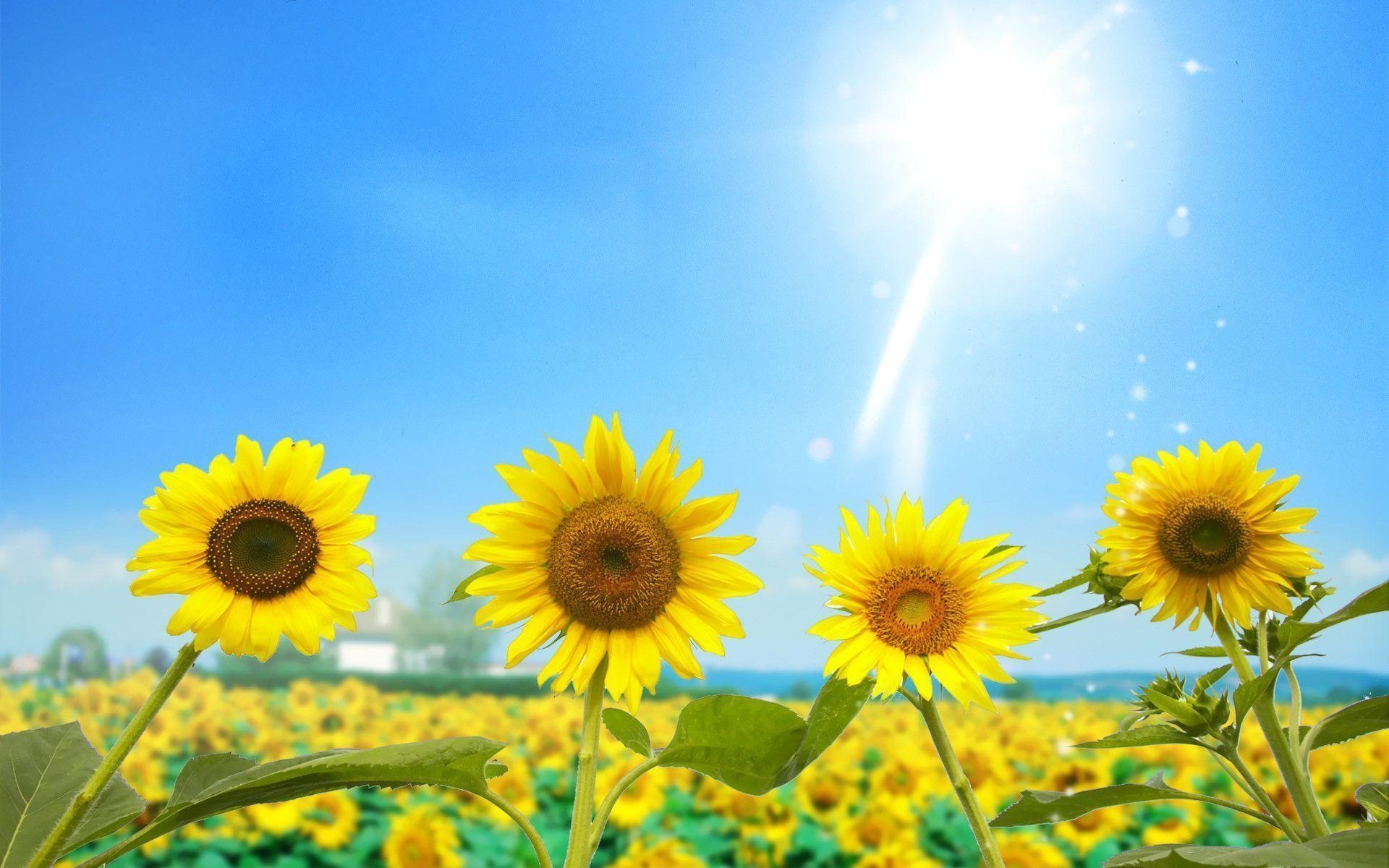 1920x1200 Sunflowers wallpaper #, Desktop