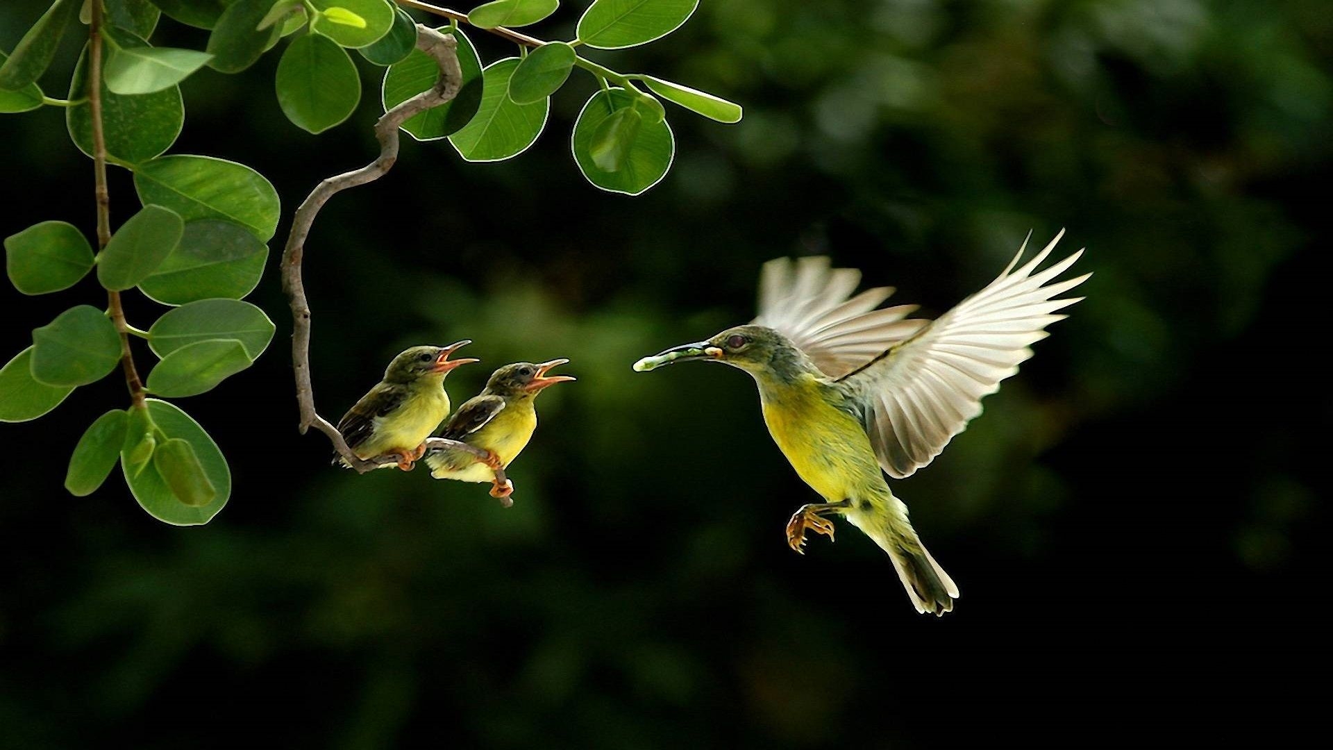 1920x1080 Beautiful Birds HD Wallpaper Free Beautiful Birds HD Background, Desktop