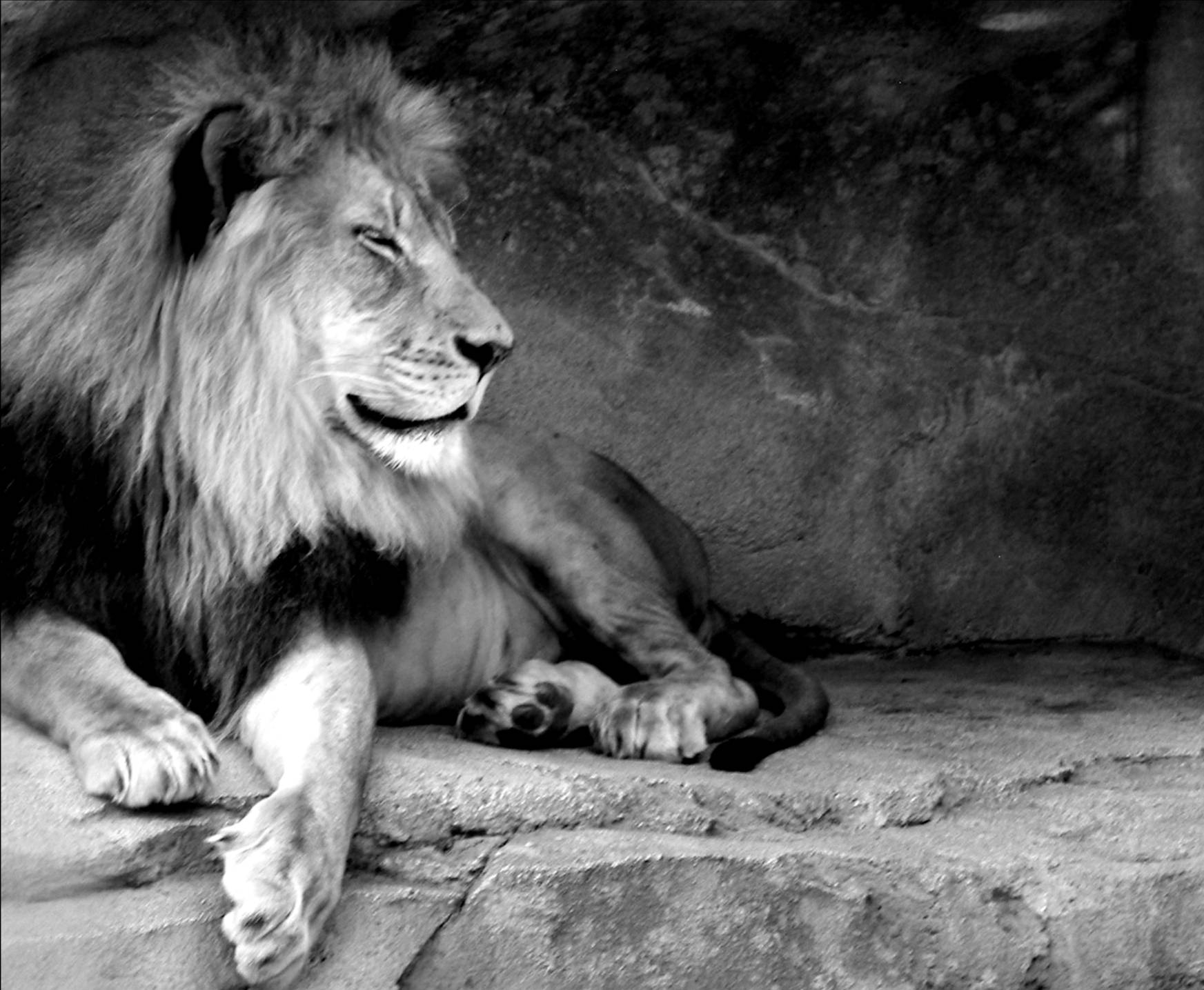 1750x1440 Black And White Lion Wallpaper, Desktop