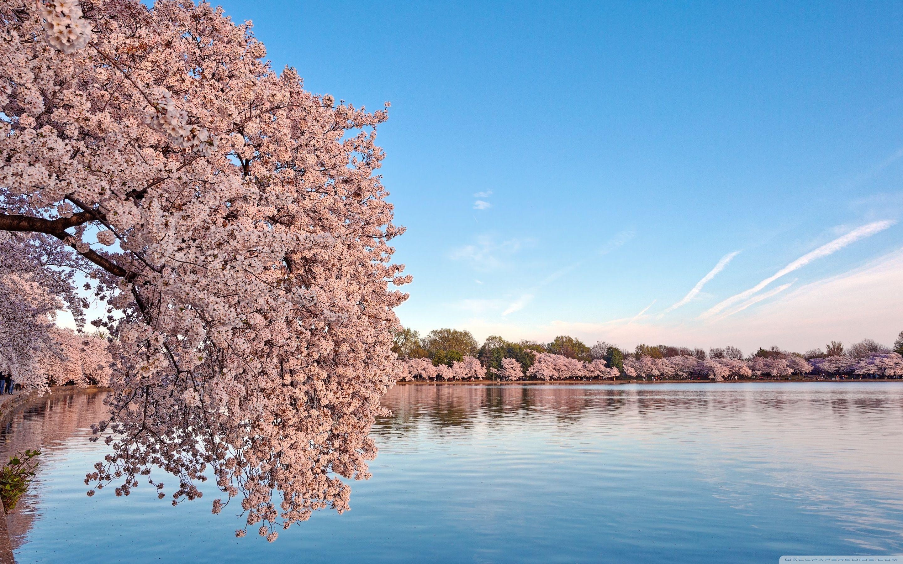 2880x1800 Washington DC Cherry Blossom HD desktop wallpaper, Widescreen, Desktop