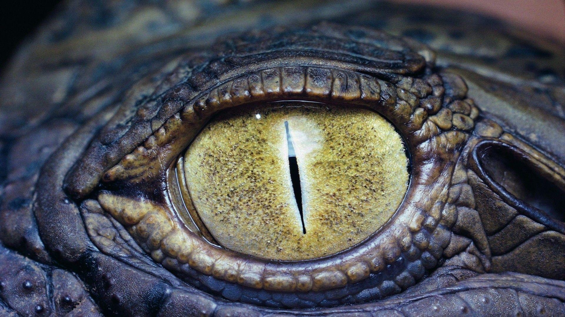 1920x1080 Eye of the crocodile Wallpaper, Desktop