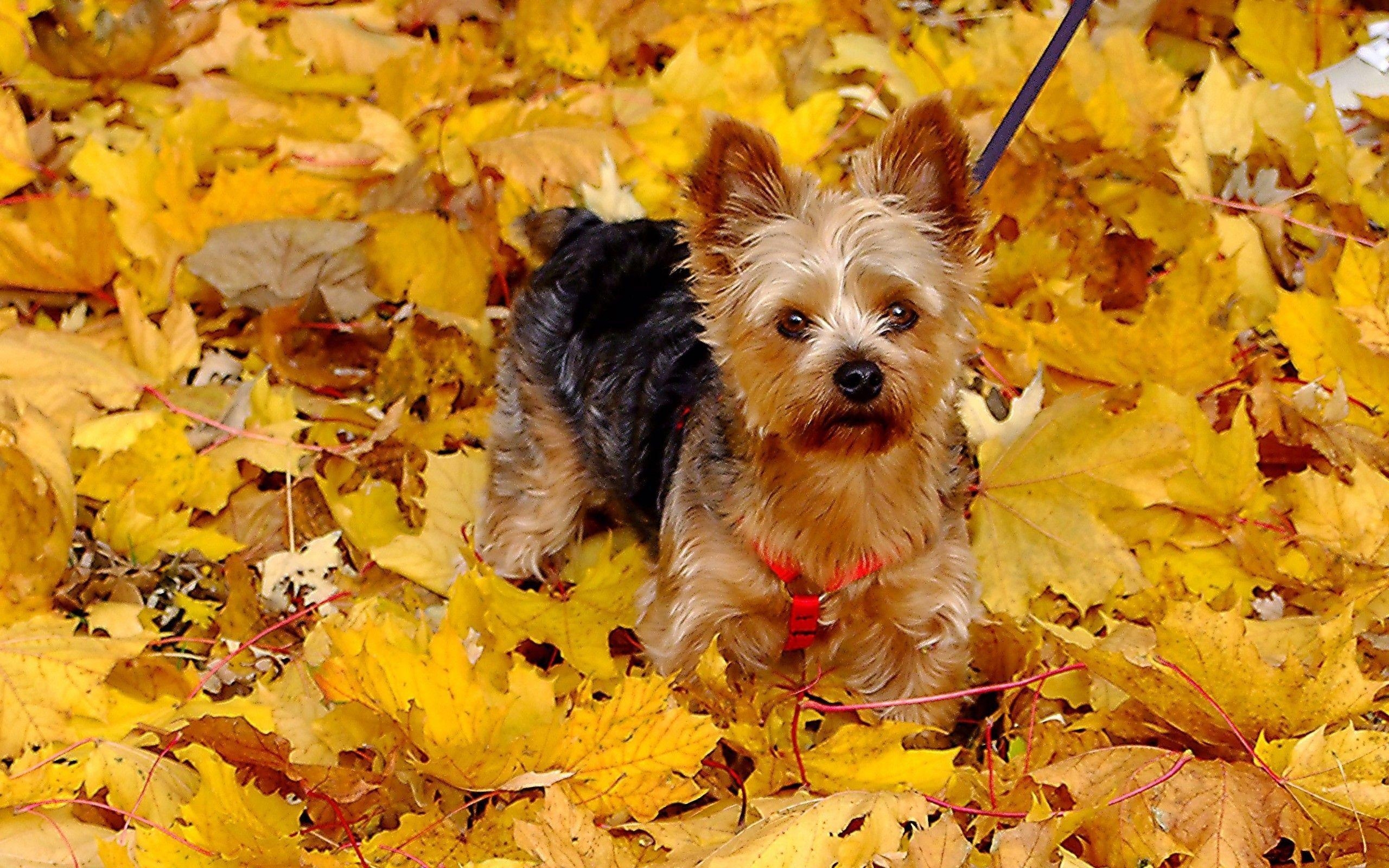 2560x1600 Free Desktop Wallpaper Yorkie Puppies Cutest Puppies, Desktop