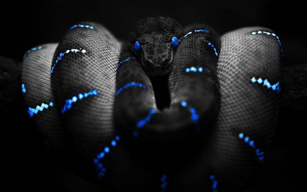 1280x800 Snake HD Wallpaper- HD Wallpaper Inn, Desktop