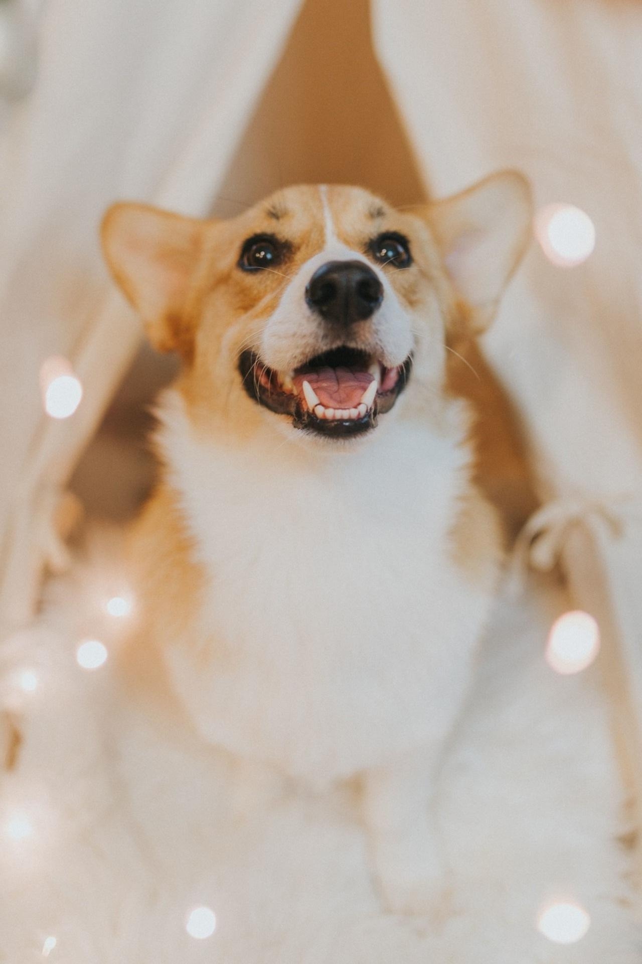 1280x1920 White Tan Corgi Wallpaper, Phone