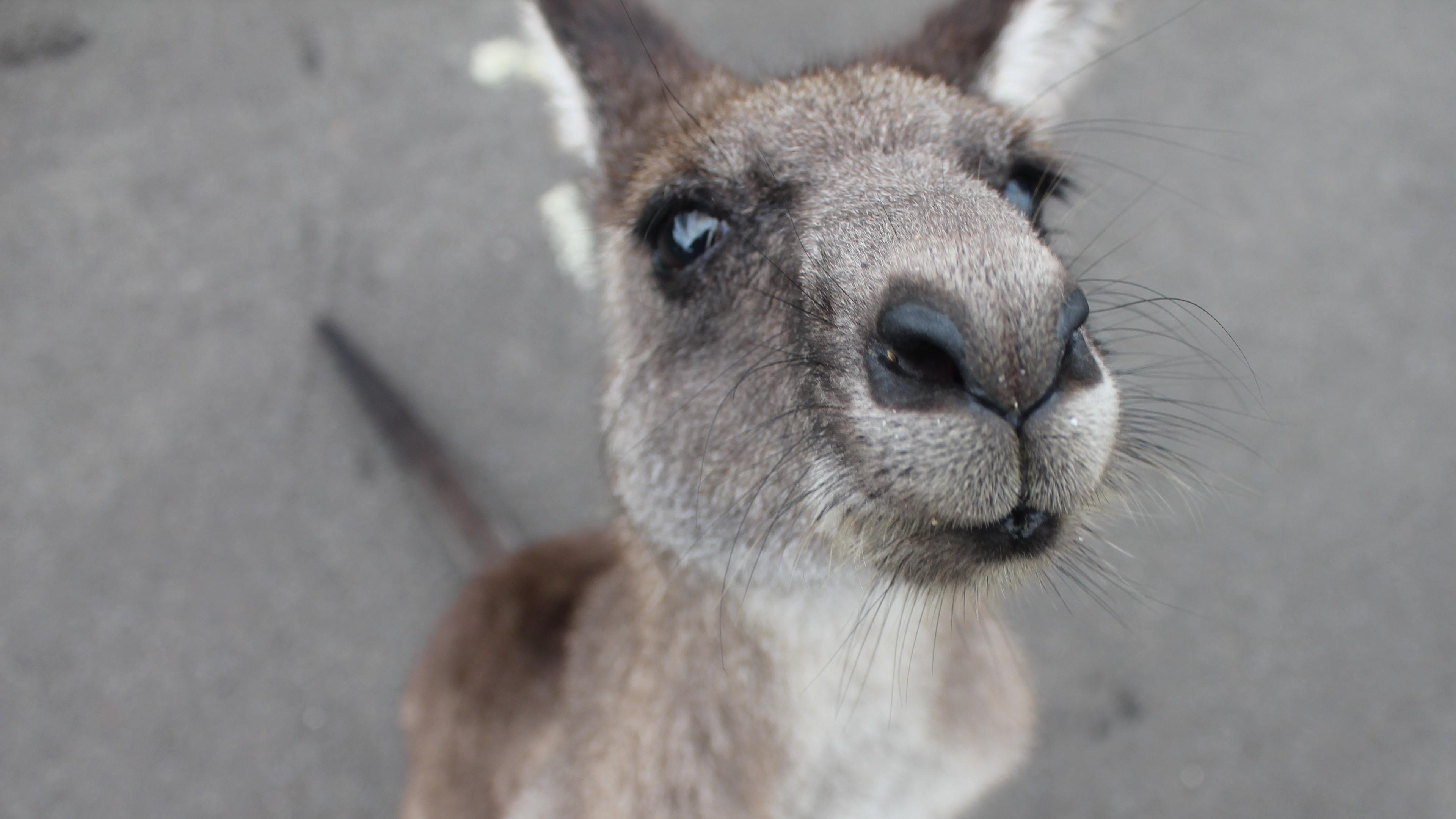 3840x2160 Baby Kangaroo Face 4K Wallpaper, Desktop