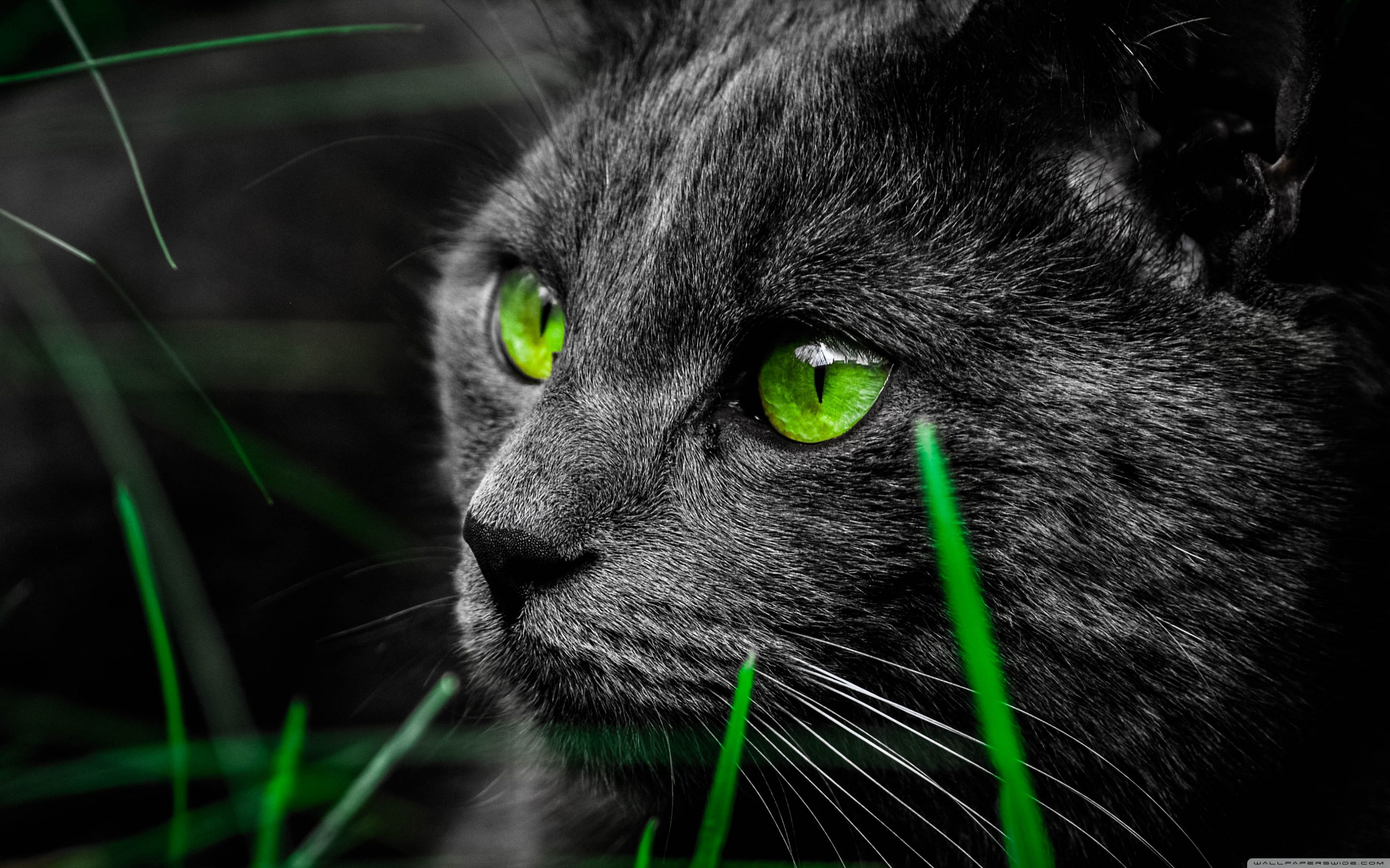 3840x2400 Cat 4K Wallpaper Free Cat 4K Background, Desktop