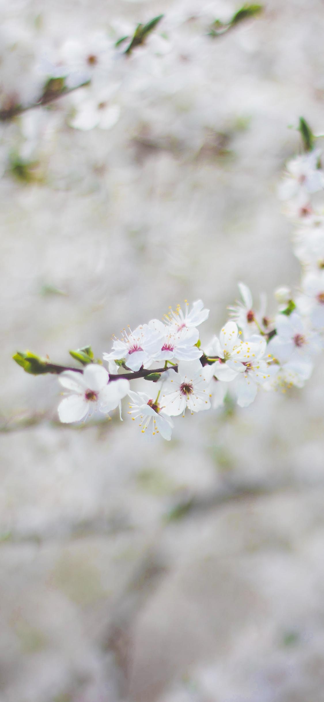 1130x2440 iPhone X wallpaper. spring flower cherry blossom bokeh, Phone