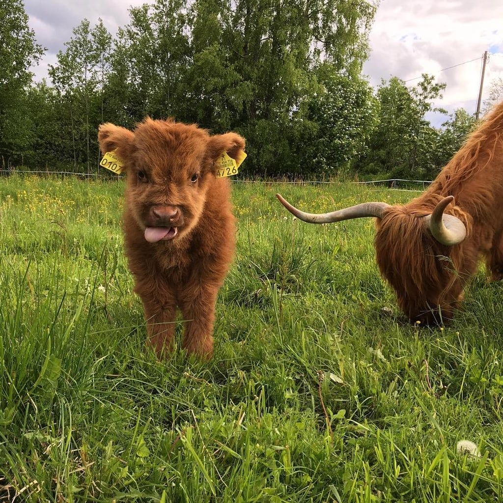 1030x1030 Baby Cute Cow Picture, Phone