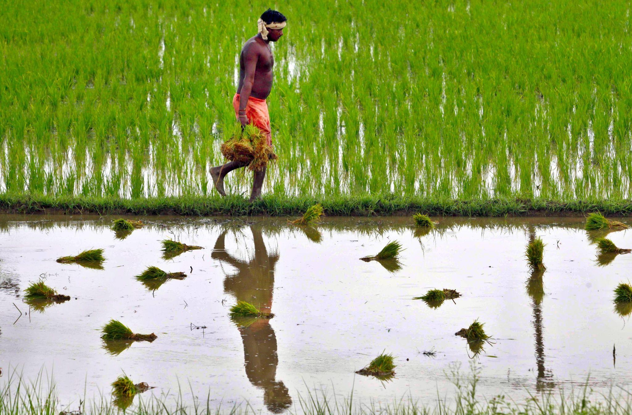 2050x1350 Report challenges 'myths' about Indian agriculture, Desktop