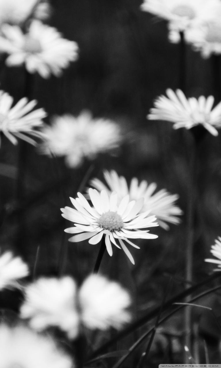 770x1280 Smartphone 5 - Flowers Black And White, HD Wallpaper, Phone