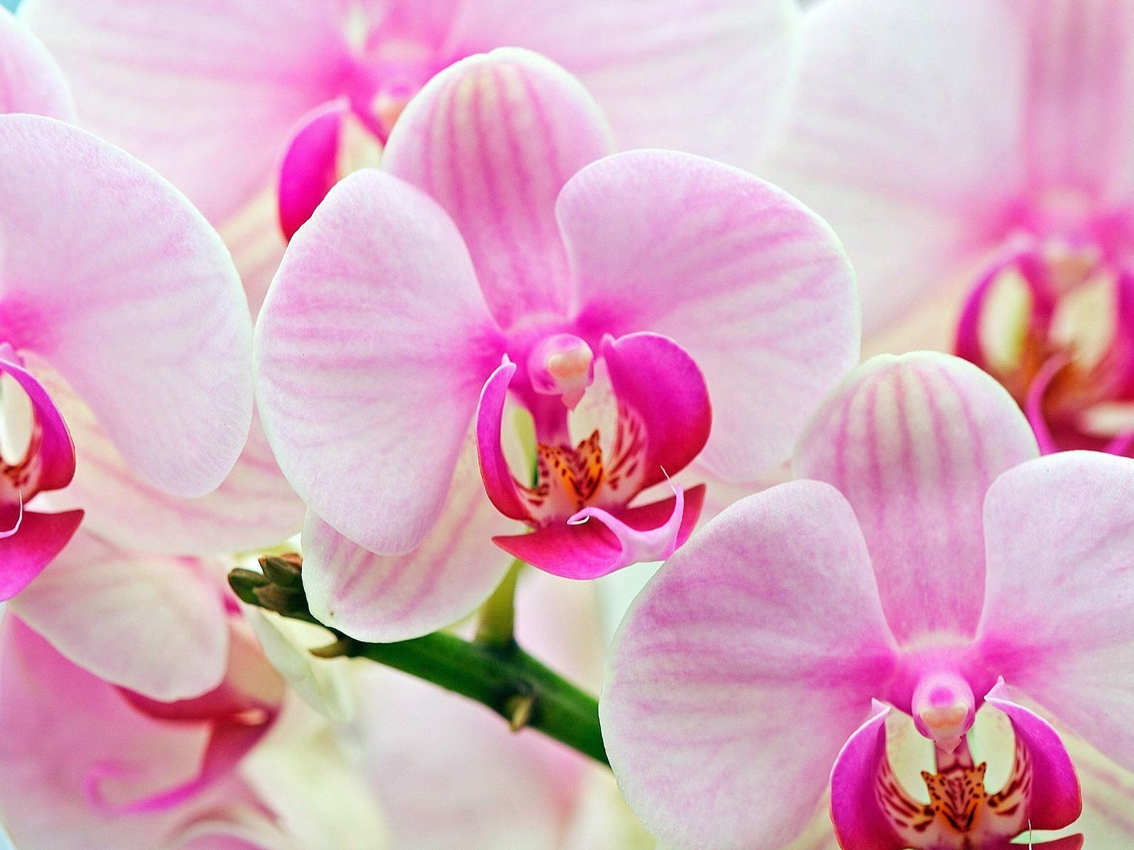 1600x1200 picture of orchid flowers. Flowers orchid. Orchid flower, Most, Desktop