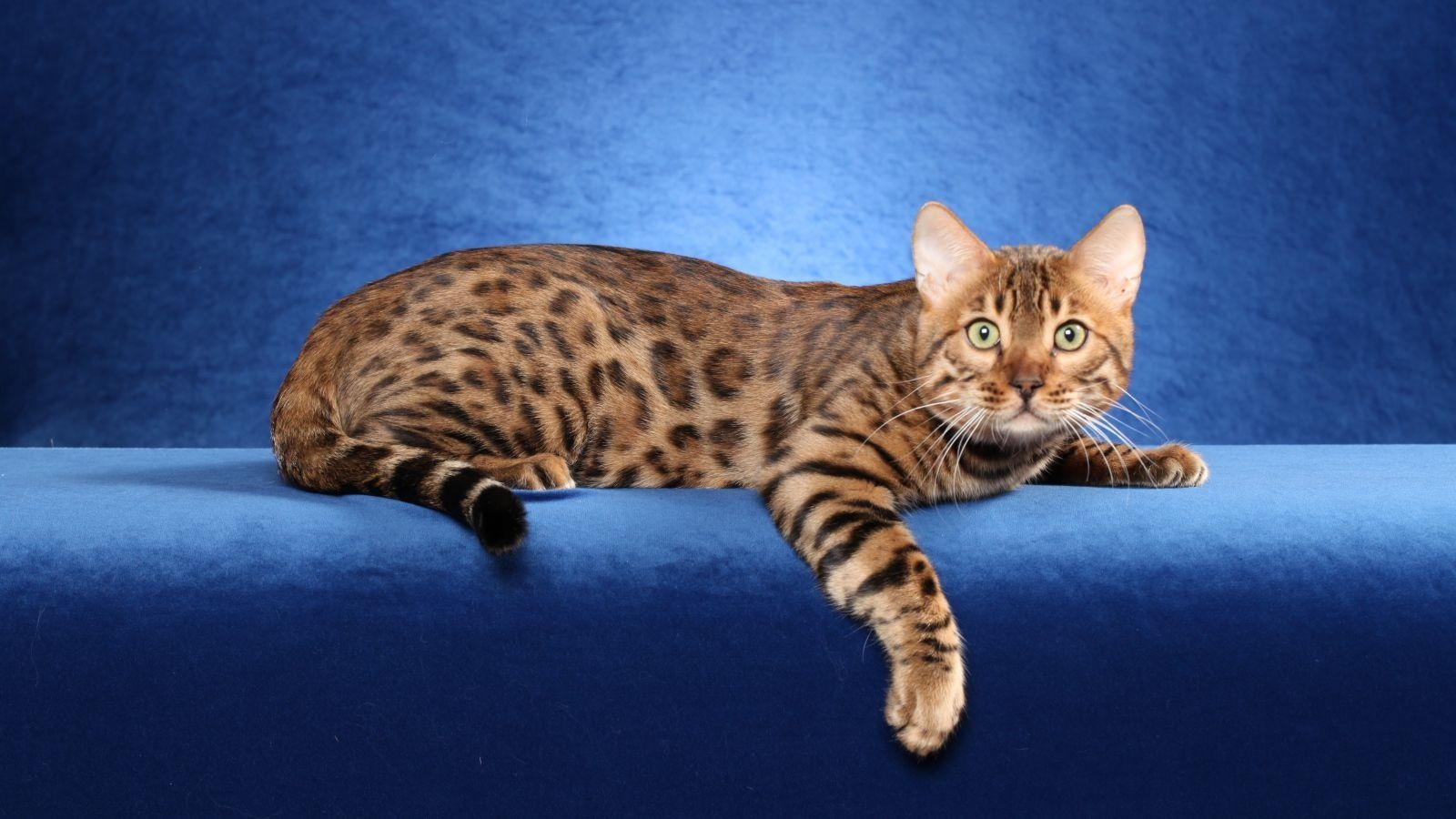 1600x900 Bengal cat Wallpaper HD Download, Desktop