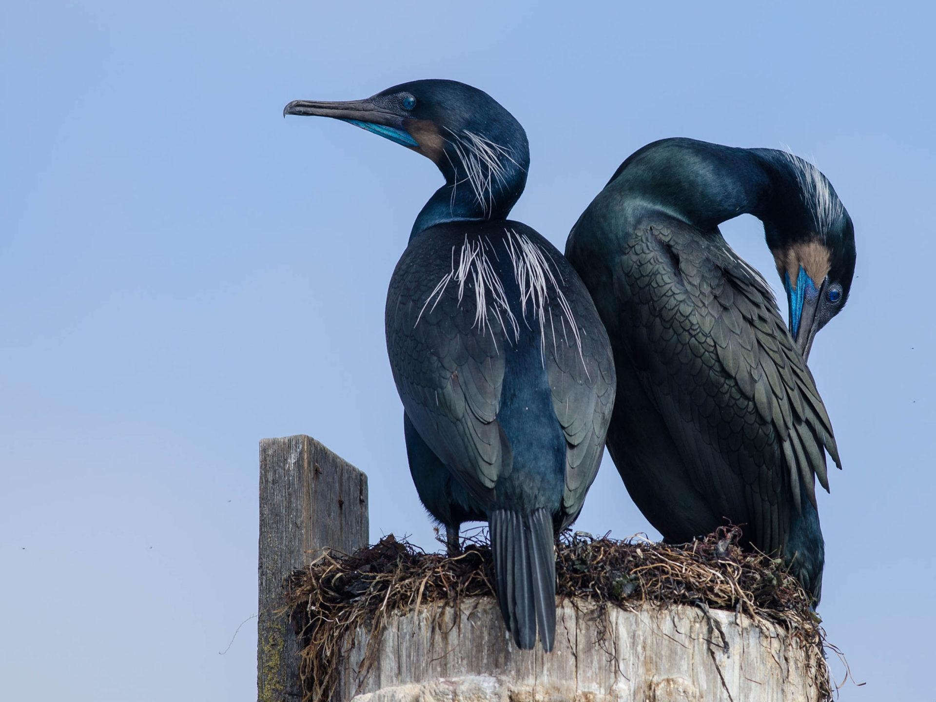 1920x1440 Brandt's Cormorants Camping Out At Their Nest In Elkhorn, Desktop