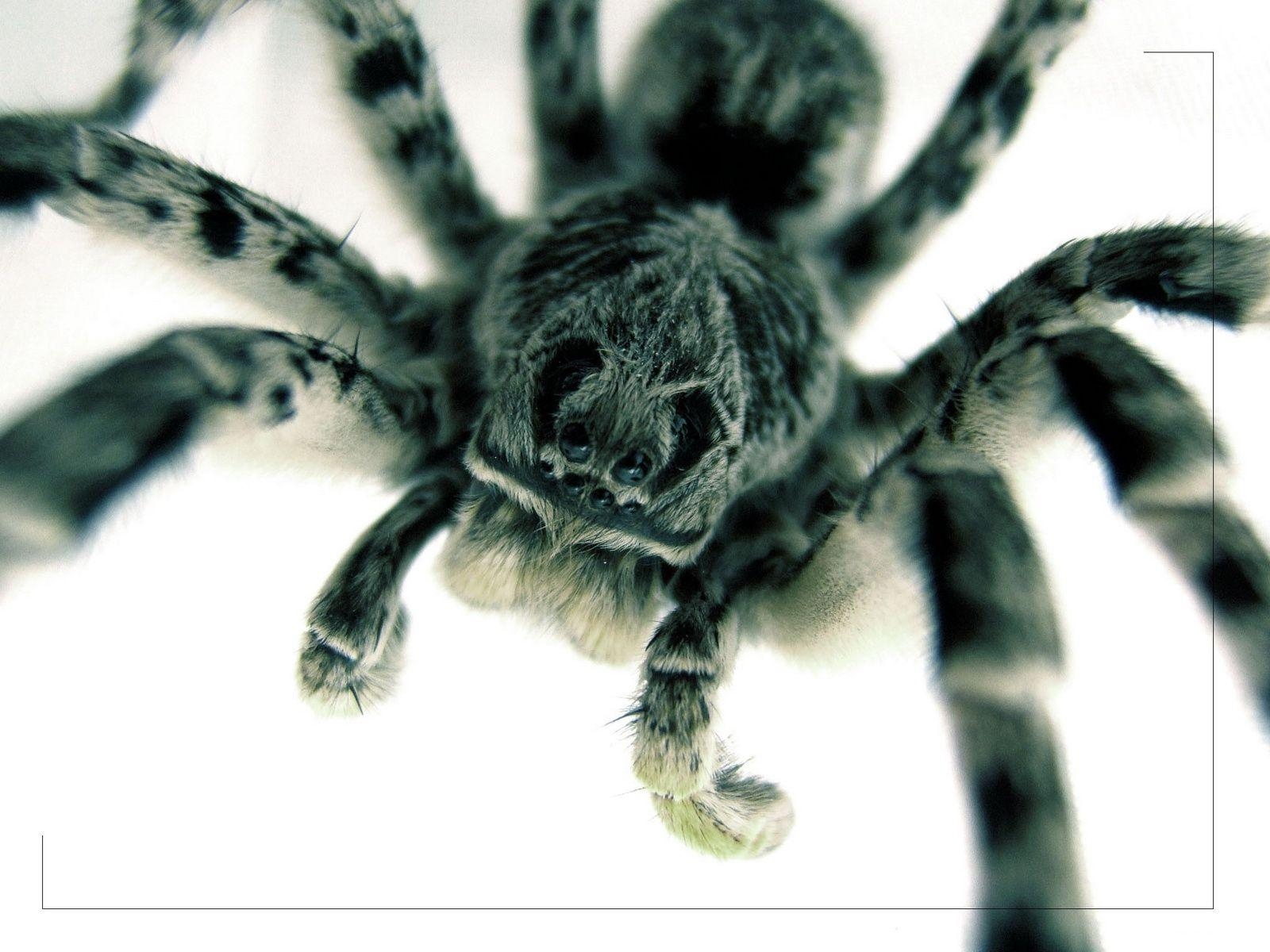 1600x1200 Tarantula upclose wallpaper. Tarantula upclose, Desktop