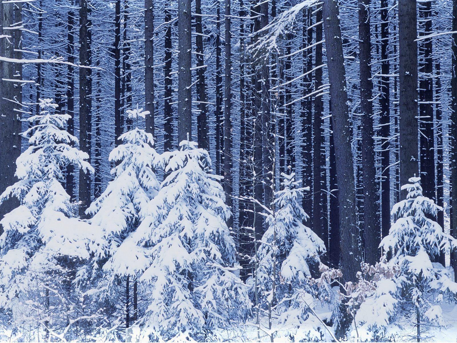 1600x1200 Winter Trees Wallpaper, Desktop