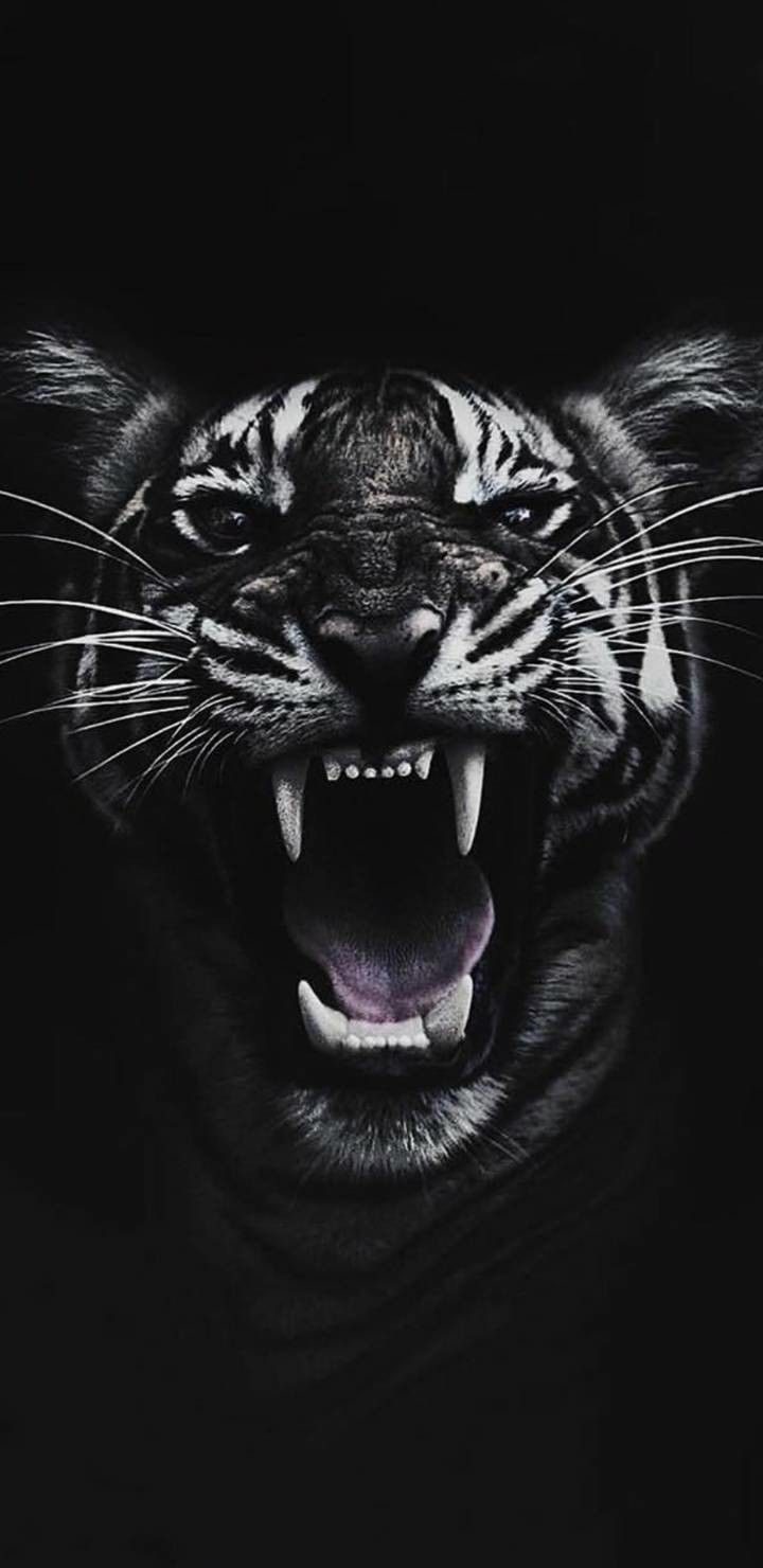 720x1480 4k Ultra HD Black wallpaper, Tiger wallpaper for Android and iPhone. Batman joker wallpaper, Tiger wallpaper, Black wallpaper, Phone