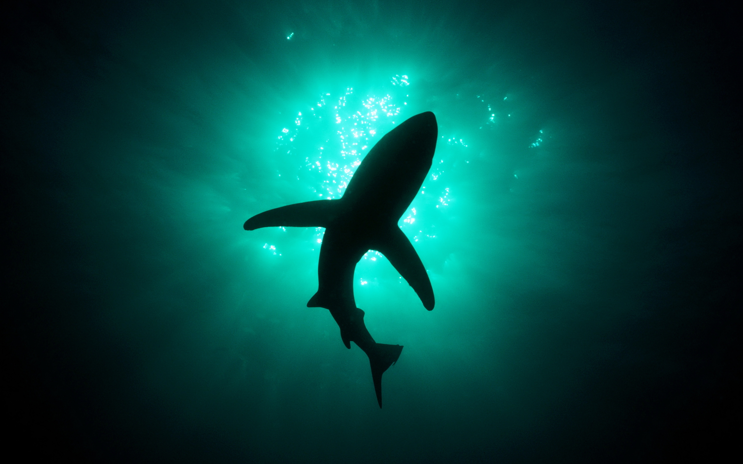 2560x1600 Shark Week Wallpaper, Desktop