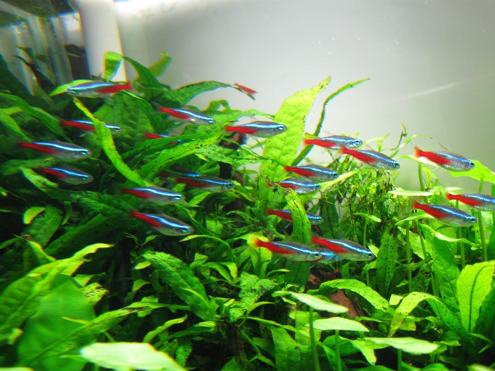 1600x1200 Jumbo Neon Tetra, Desktop