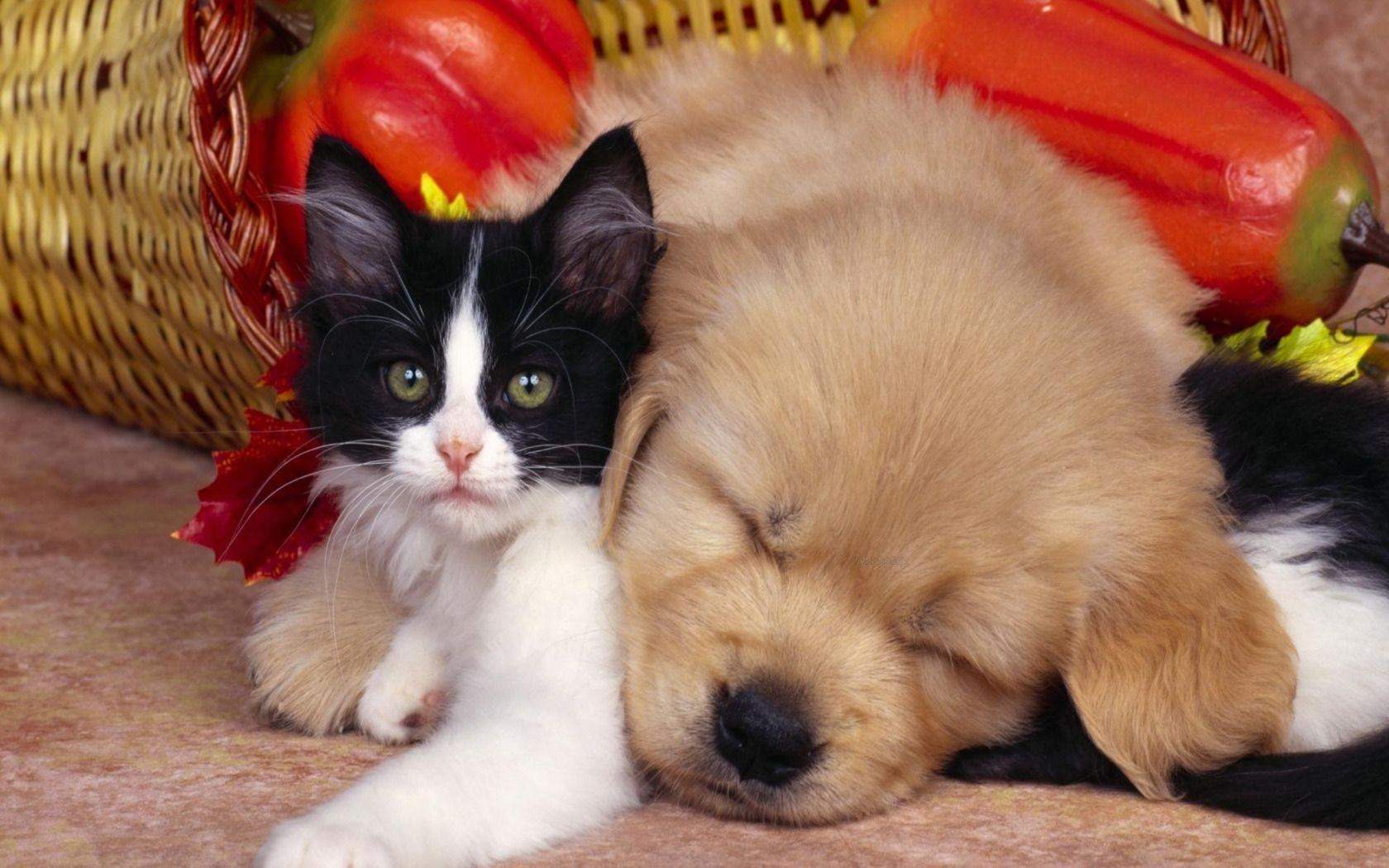 1680x1050 Cute Puppy And Kitten Wallpaper, Desktop