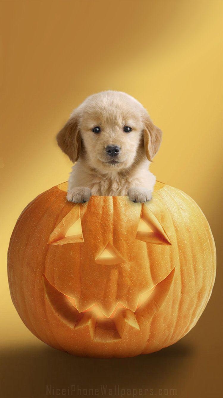 750x1340 Cute dog pumpkin Halloween iPhone wallpaper. Animal Kingdom, Phone