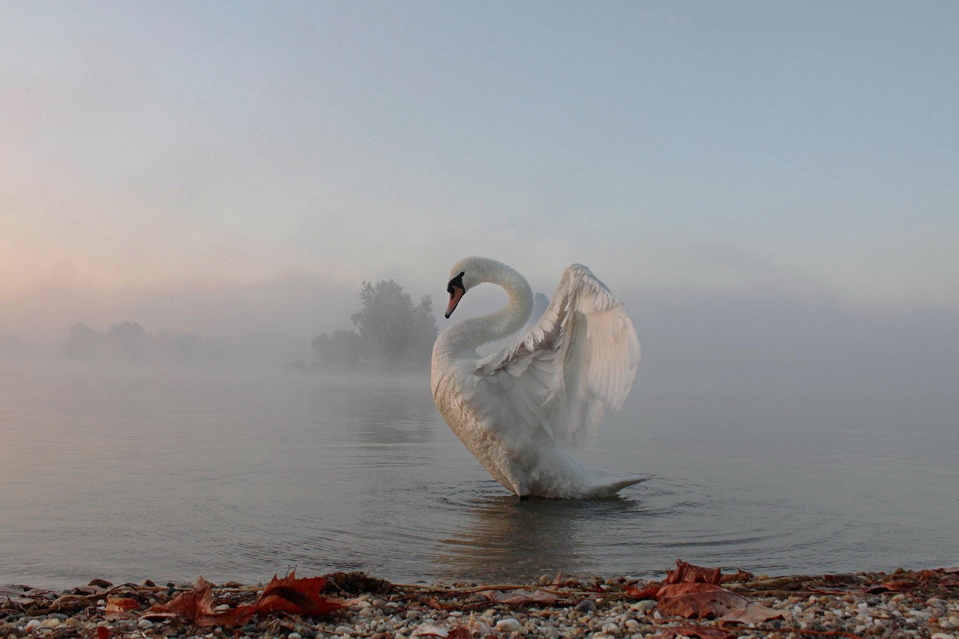 1920x1280 White swan, animals, nature, swan, lake HD wallpaper, Desktop