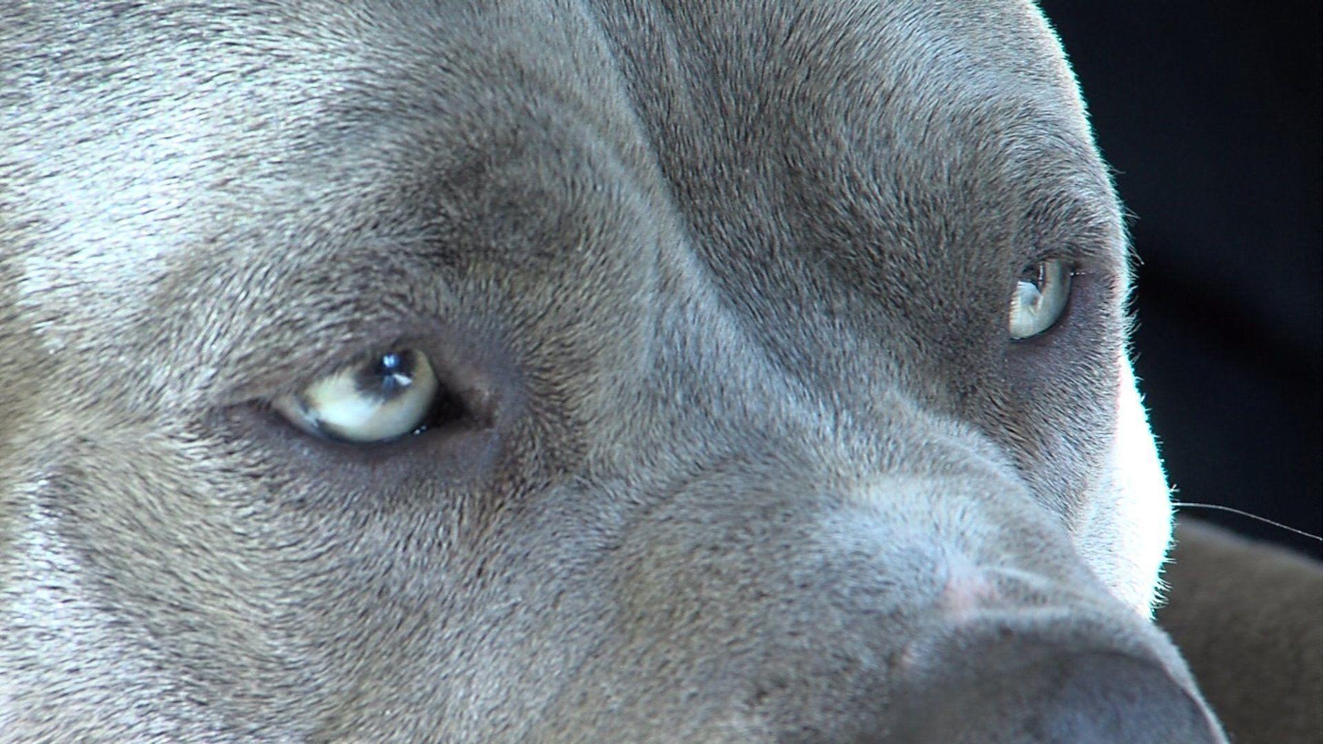 1920x1080 for pit bull and pit bull Wallpaper, Desktop