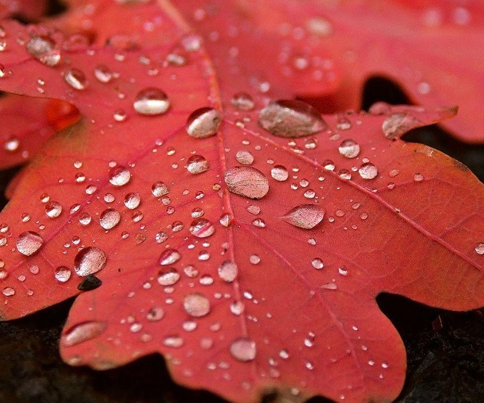 960x800 red leaf Wallpaper, Desktop