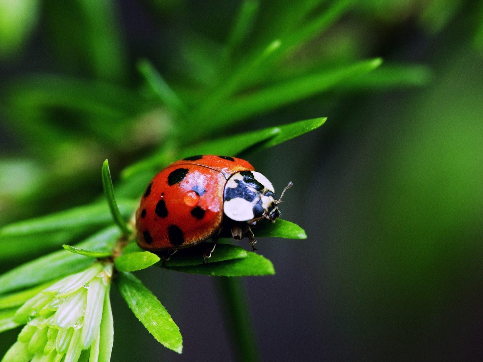 1600x1200 Free Ladybug, Download Free Clip Art, Free Clip Art on Clipart Library, Desktop