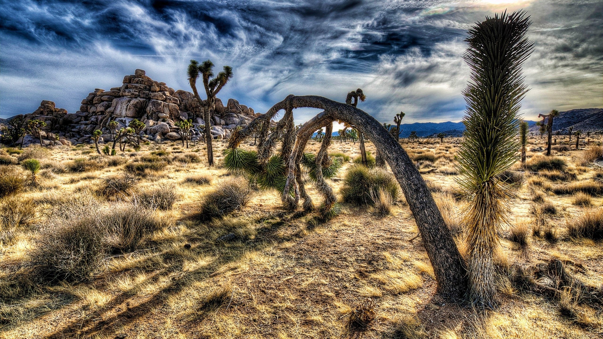 2560x1440 joshua tree national park HD Wallpaper, Photo, Desktop