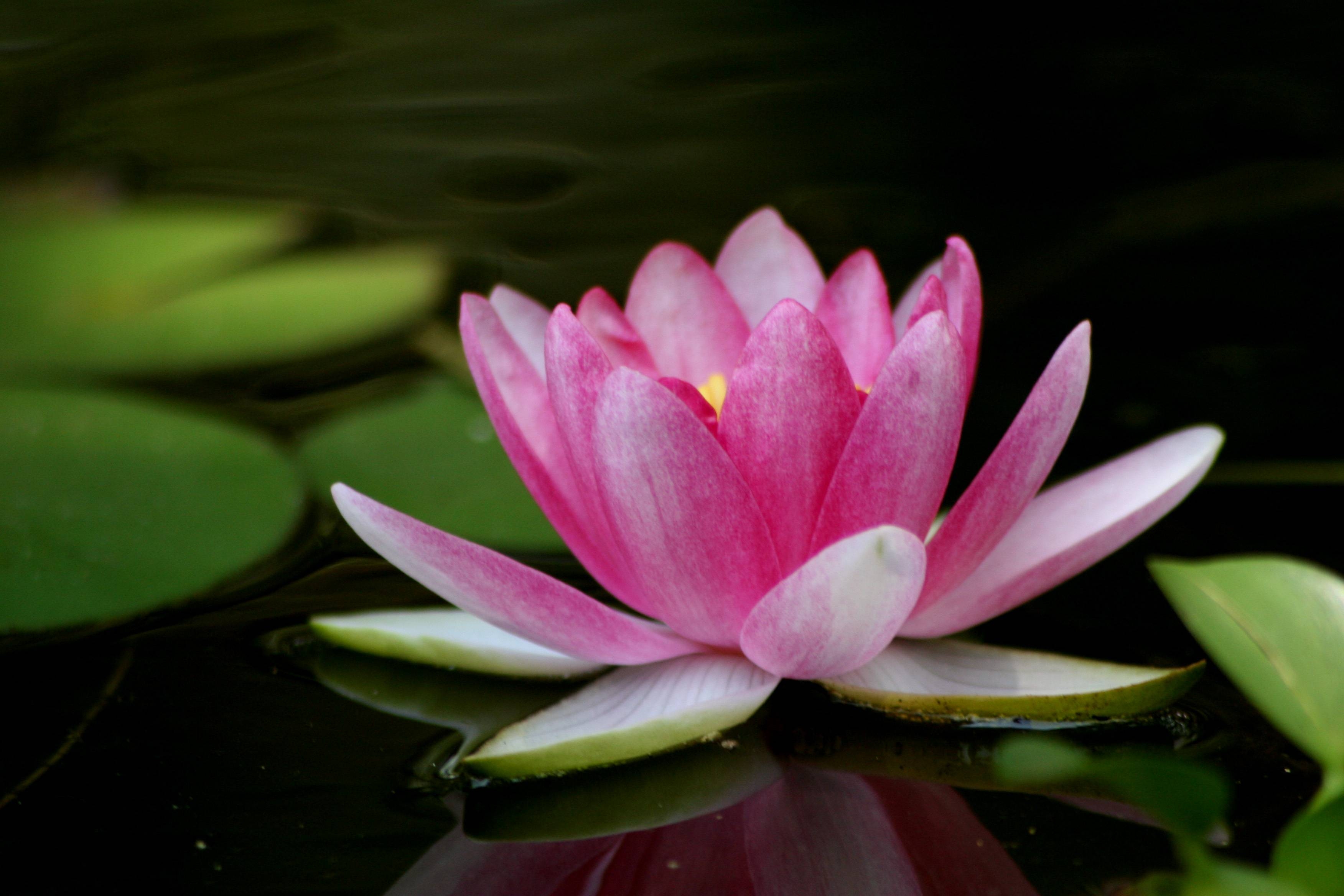 3510x2340 Lotus Flower Picture Wallpaper. ForestHDWallpaper, Desktop