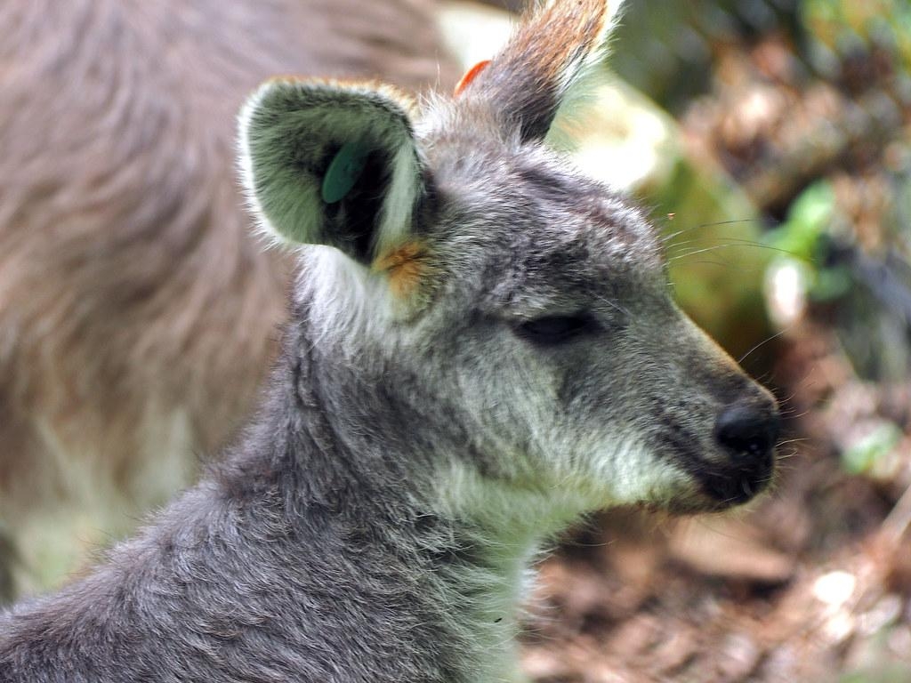 1030x770 Binder Park Zoo 05 20 2015 Wallabys And Wallaroos 11, Desktop