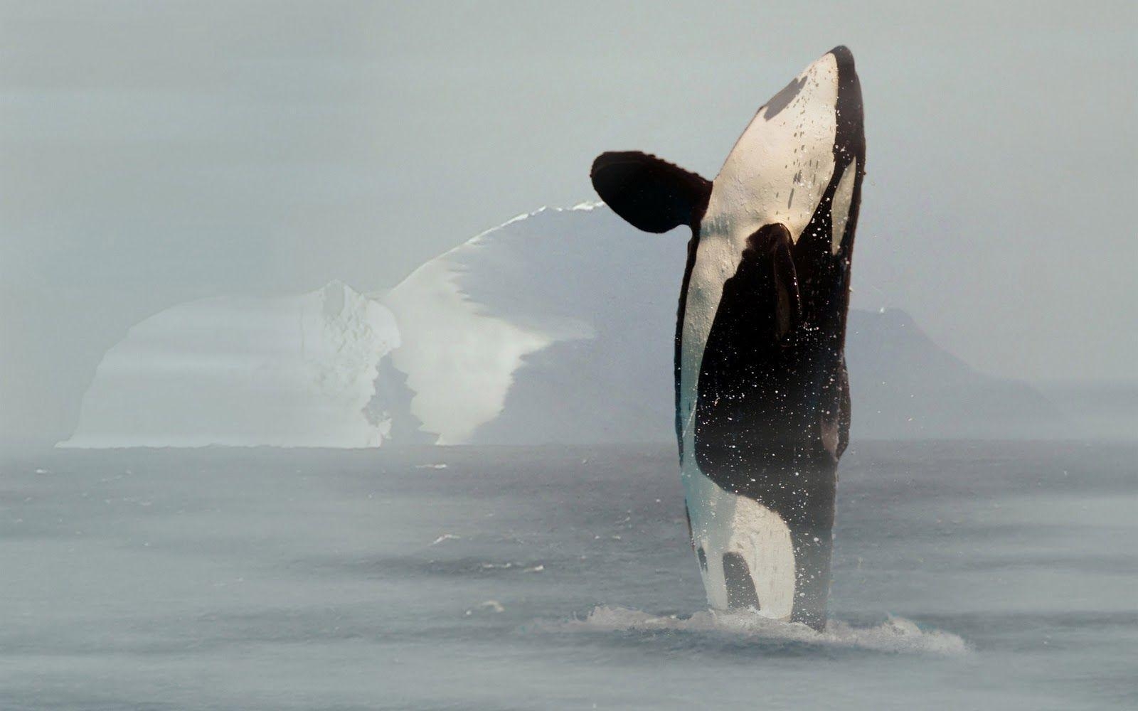 1600x1000 Killer Whale Photo Orca Wallpaper. HD Wallpaper , Background, Desktop