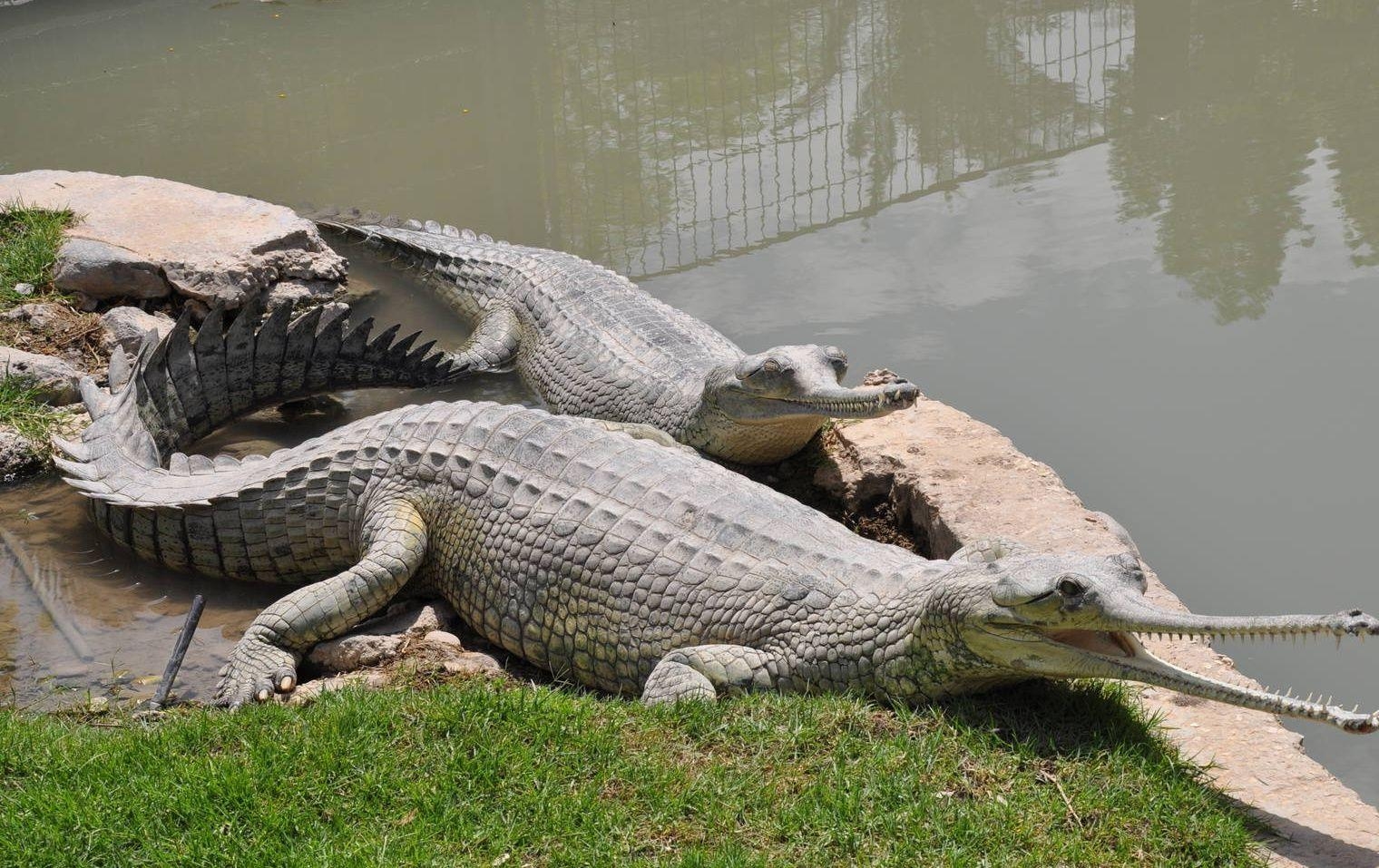 1520x960 Animals Gharial Photo HD Wallpaper, Desktop