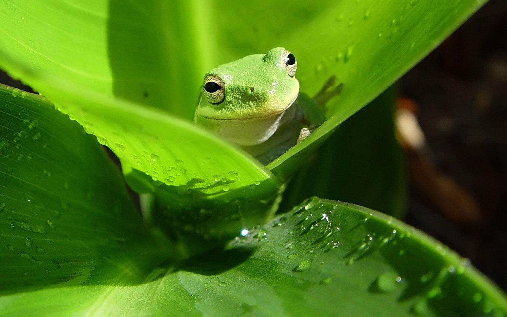 1920x1200 White&;s tree frog wallpaper, Desktop