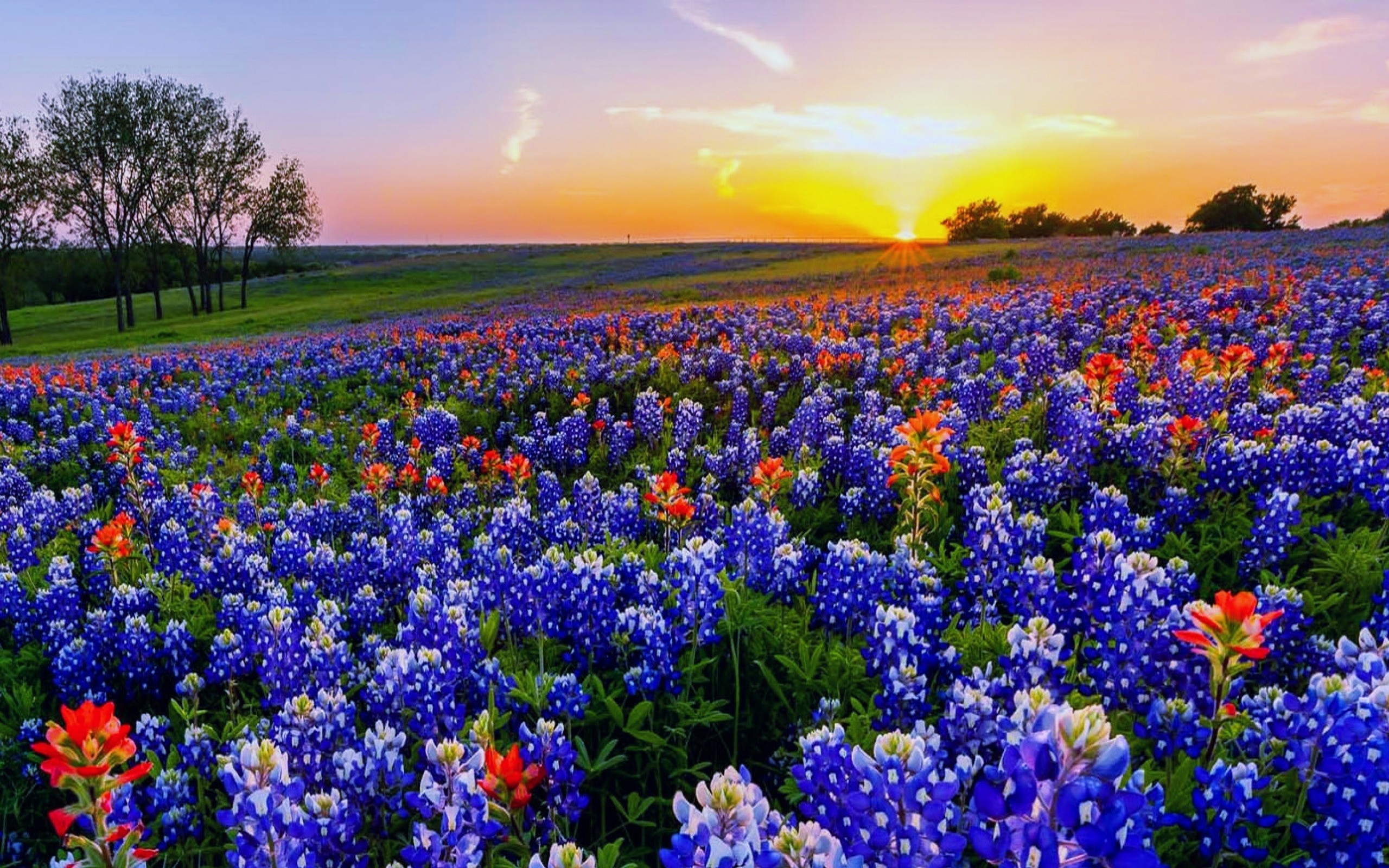 2560x1600 Texas Bluebonnet Wallpaper, Desktop