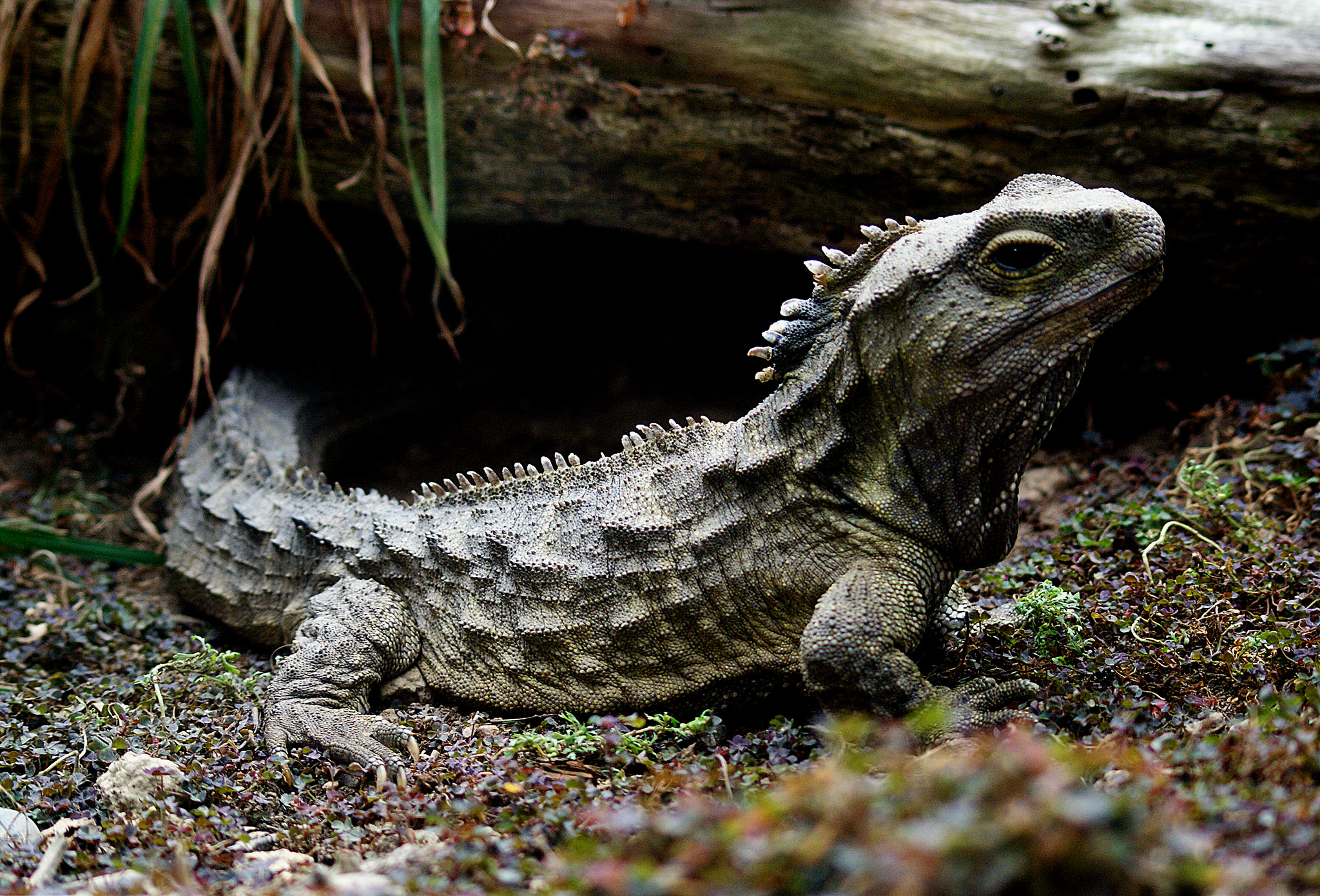 2050x1400 New Zealand's Incredible Wildlife in 18 Photo, Desktop